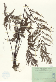 Specimen thumbnail